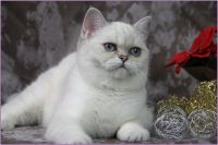 img-801650bd14614aed4