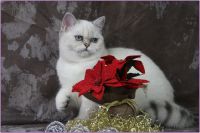 img-805250bd14afd882f