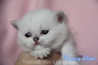 vannili-vee4506c3ea271fb3