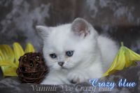 vannili-vee6506c3ea8ccc7d