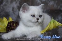 vannili-vee7506c3eabc5f20
